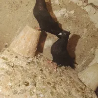 باسلام چند جفت کبوتر خون خالص درسهند|پرنده|سهند, |دیوار