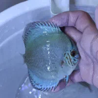 دیسکس گرید بالا (فروش ویژه)|ماهی|مشهد, الهیه|دیوار