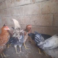 خروس|حیوانات مزرعه|جوانرود, |دیوار