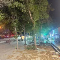 برش وقطعوهرس انواع درختها