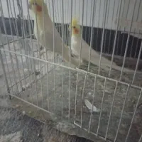 عروس هلندی بالغ لوتینیو تخم و جوجه ای|پرنده|زابل, |دیوار