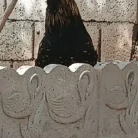 مرغ و خروس سرحال