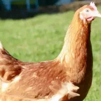 مرغ و ده تا جوجه محلی