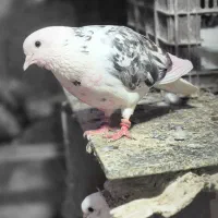 کبوتر گم شده|پرنده|رامیان, |دیوار