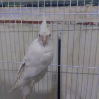 عروس هلندی|پرنده|ایرانشهر, |دیوار