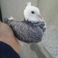 فضله چلغوز زل کود کبوتر