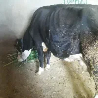 گاو
