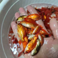 ماهی قرمز عید|ماهی|تبریز, |دیوار