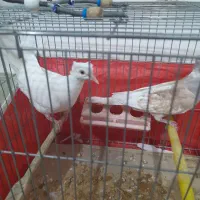 کبوتر آمریکایی