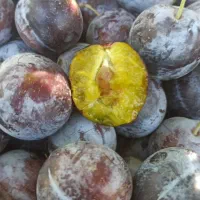 هلو|خوردنی و آشامیدنی|مشهد, طرق|دیوار