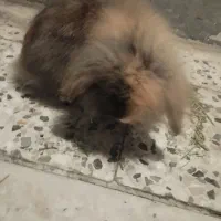 خرگوش هلندی|موش و خرگوش|اهواز, کوی رمضان|دیوار