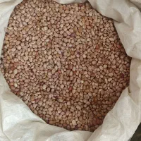 لوبیا چیتی