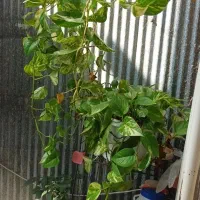 گل سانسوریا و پتوس