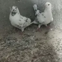 حیوانات|پرنده|بندر ترکمن, |دیوار