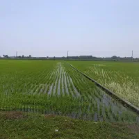 زمین شالیزاری در قندارخیل و ورکلا