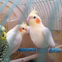 عروس هلندی لوتینیو|پرنده|پاکدشت, شهرک امام رضا|دیوار