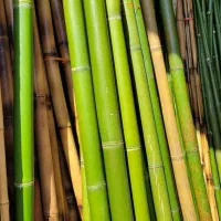 نی بسته ای|سازهای بادی|گرگان, |دیوار