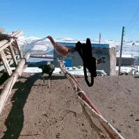 فروش دو عدد فریح لاری شش ماهه