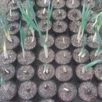 گل نرگس گلدانی|گل و گیاه طبیعی|گنبد کاووس, |دیوار