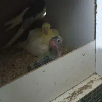 عروس هلندی مولد|پرنده|قم, علی آباد سعدگان|دیوار