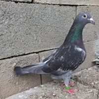 کبوتر زاغ وسرور دم سفید..چاپی ماده