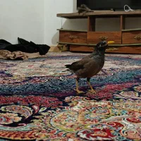 مرغ مینا رام دستی|پرنده|شهریار, شهرک بهاران (ویره)|دیوار