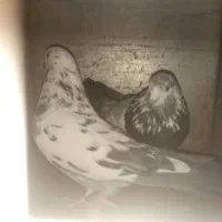 کفتر نروماده پریده بالا ۵ساعت هستند همگی