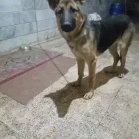 فروش یک سگ ژرمن|سگ|زنجان, |دیوار