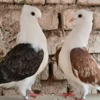 کبوتر طوقی.دوکت