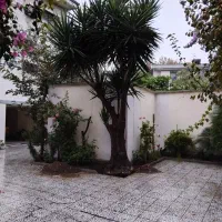 فروش گل یوکا با ریشه