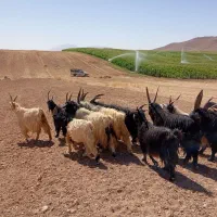 دوبر ترکی قشقایی شاخ انبری