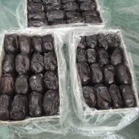 فروش خرمای مضافتی