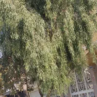 اجاره خانه ویلایی دربست