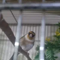 سهره ماده لک وپیس|پرنده|اسلام‌شهر, شهرک امام حسین (میان آباد)|دیوار