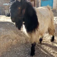 پازن|حیوانات مزرعه|باغ ملک, |دیوار