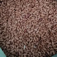 حبوبات|خوردنی و آشامیدنی|قرچک, باقرآباد|دیوار