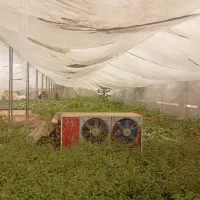 اجاره-گلخانه