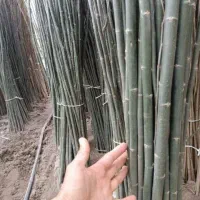 نهال کبوده سیاه در جوانرود،قیمت منصفانه
