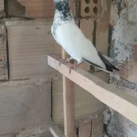 فقط یکجایی۹عدد