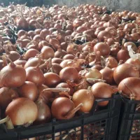 بذر پیاز فلات طلایی|خدمات باغبانی و درختکاری|آشخانه, |دیوار