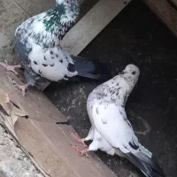 کبوتر پرشی بهشرط|پرنده|رشت, حومه رشت|دیوار