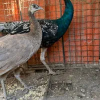 طاووس|پرنده|رودهن, |دیوار