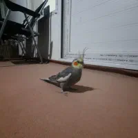 عروس هلندی|پرنده|اشنویه, |دیوار