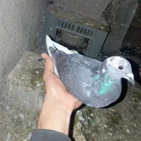 کبوتر‌مسافتی|پرنده|تاتار علیا, |دیوار