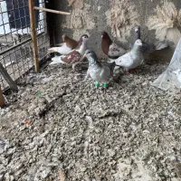 گرفتنی کفتر بوم|حیوانات|نیشابور, امین اسلامی|دیوار