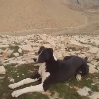 سگ گله|سگ|خنجین, |دیوار