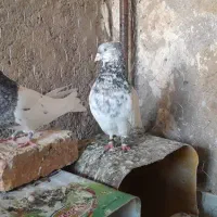 کبوتر دو جفت کله و مخمل|پرنده|شیراز, قلعه نو|دیوار