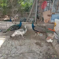 طاووس|پرنده|حمیدیه, |دیوار