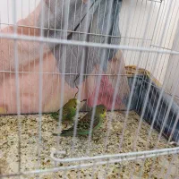 مرغ عشق دستی فروشی و معاوضه|پرنده|تایباد, |دیوار