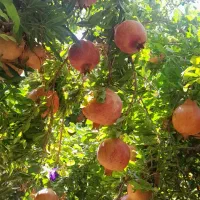 فروش ۱۵ تن انار